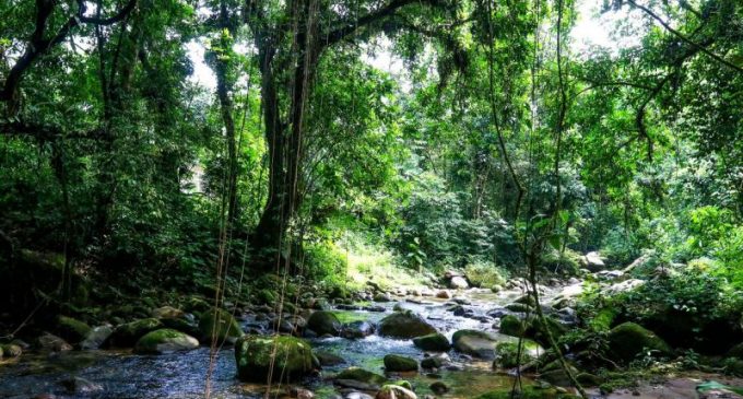 Aquecimento global: pesquisa da UFPel investigará avanço da Floresta Atlântica rumo ao Sul