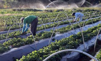 Agricultura familiar usa tecnologia para planejamento e gestão da produção