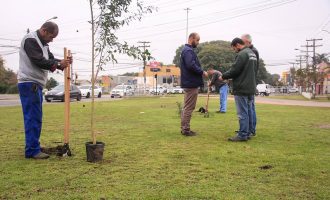 Pelotas discute a arborização urbana