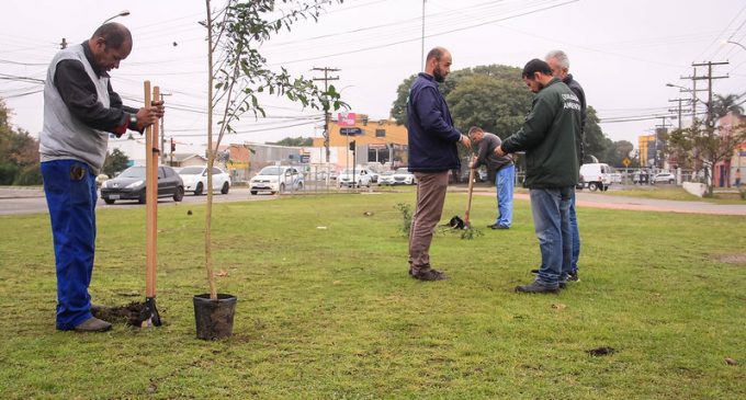 Pelotas discute a arborização urbana