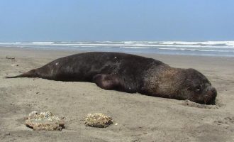 Exame confirma influenza em animais marinhos na praia do Hermenegildo