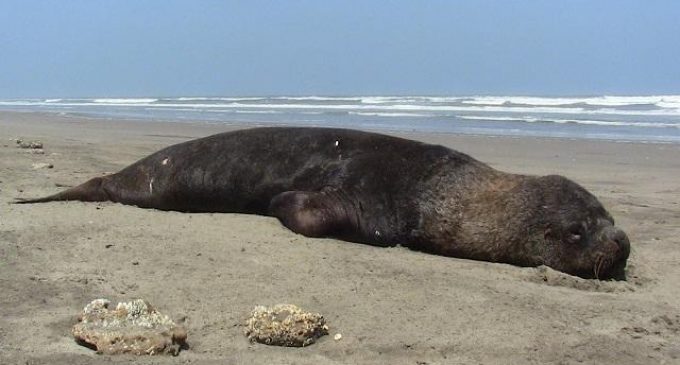 Exame confirma influenza em animais marinhos na praia do Hermenegildo