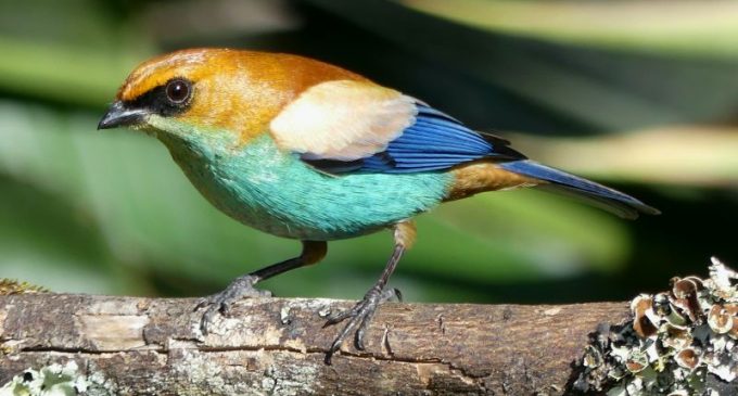 Morro Redondo na rota da observação de aves