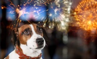 Fogos de artifício: veterinário dá dicas para proteger Pets durante o Réveillon