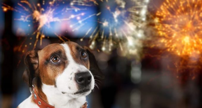 Fogos de artifício: veterinário dá dicas para proteger Pets durante o Réveillon
