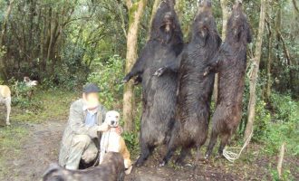 Ibama retomará licenças para caça e manejo aos javalis