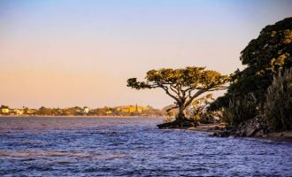 Manejo de vegetação da orla da lagoa será integrado