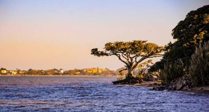 Manejo de vegetação da orla da lagoa será integrado