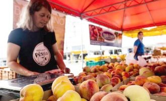 Feira Municipal do Pêssego comercializa 4,9 toneladas da fruta