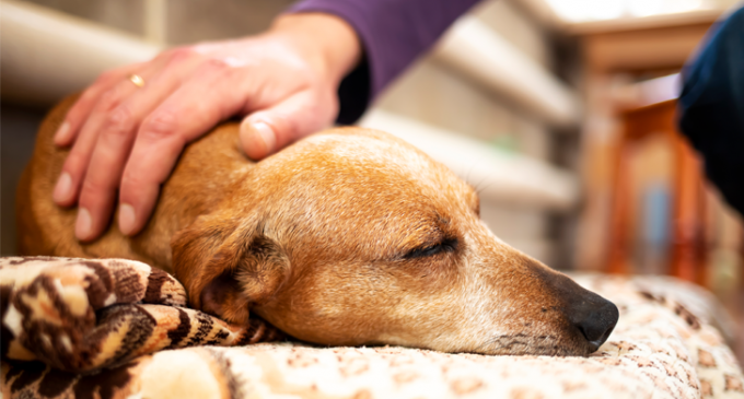 Eutanásia de cães e gatos: procedimento requer compreensão da dor do animal e aceitação da experiência do luto