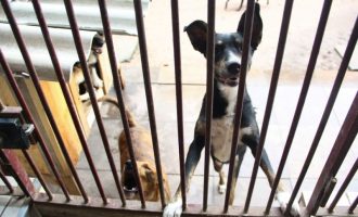 Pelotas planeja regulamentar cremação de animais domésticos