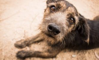 Pelotas busca aumentar o número de cães adotados