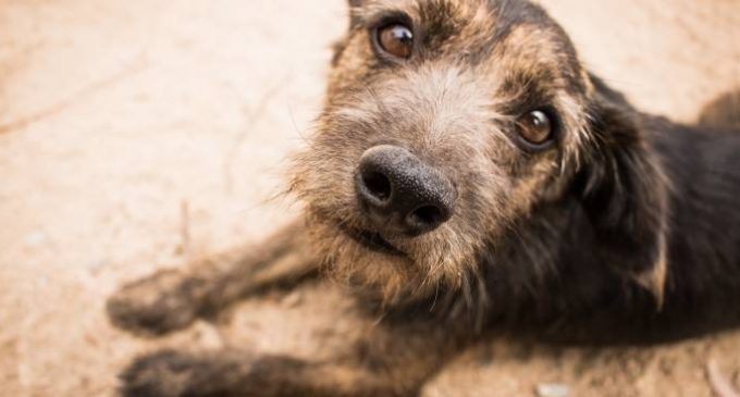 Pelotas busca aumentar o número de cães adotados