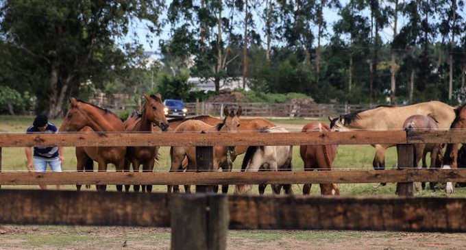 Hospedaria de Grandes Animais tem 23 equinos para doação