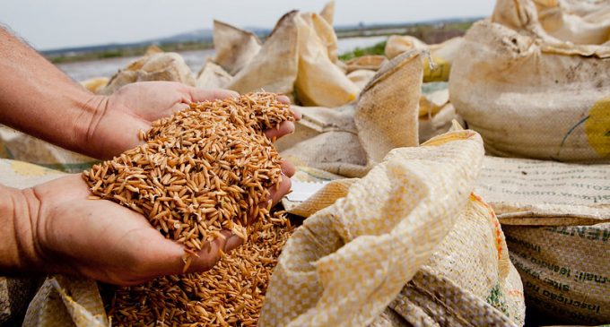 Deputado Marcus Vinícius contesta importação de arroz anunciada pelo Governo Federal em meio à calamidade