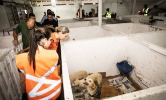 Prefeitura orienta sobre abrigo de cães na Associação Rural