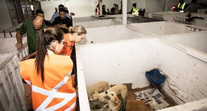 Prefeitura orienta sobre abrigo de cães na Associação Rural