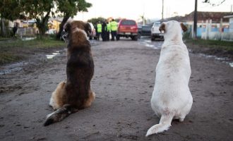 Prefeitura tem quase 800 animais abrigados