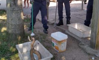 Enchente aumenta risco de acidente provocado por animais peçonhentos