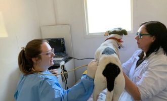 Cães abrigados na ARP passam por exame do verme gigante no rim