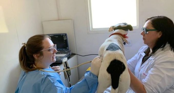 Cães abrigados na ARP passam por exame do verme gigante no rim