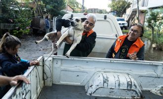 Município acolhe quase 700 animais até esta segunda