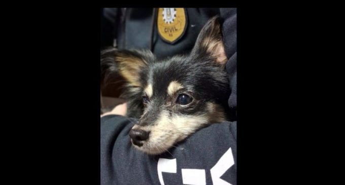 Polícia Civil recupera cachorrinha de estimação em Pelotas