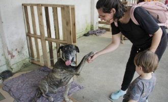 Prefeitura promove feira de adoção de animais resgatados das enchentes