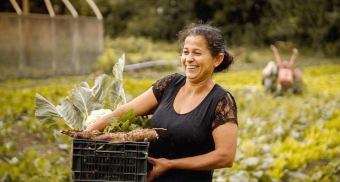 Pronaf investe R$ 15,14 bilhões na agricultura familiar na safra 2023/2024 no Rio Grande do Sul