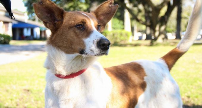 Cerca e 50 cães aguardam adoção na Associação Rural