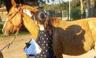 Município altera critérios para doação de equinos