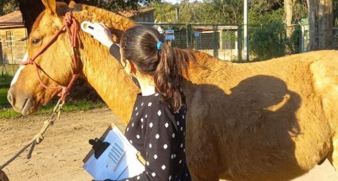 Município altera critérios para doação de equinos