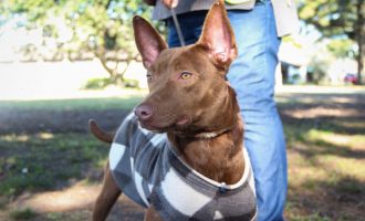 Feira de Adoção de cães ocorre na Fenadoce neste sábado