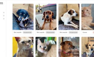 Site Pet RS é o canal oficial do Governo do Rio Grande do Sul para tutores encontrarem pets perdidos