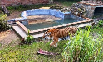 Tigre que vive no Parque Zoológico de Sapucaia do Sul está de casa nova