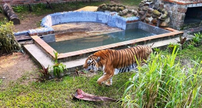 Tigre que vive no Parque Zoológico de Sapucaia do Sul está de casa nova