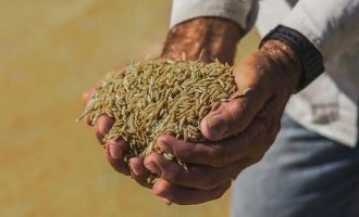 Conab reúne setor da agricultura para tratar sobre Contrato de Opção de Venda do arroz nacional