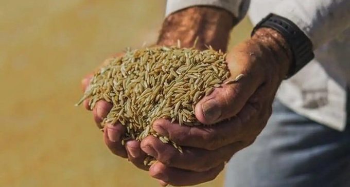 Conab reúne setor da agricultura para tratar sobre Contrato de Opção de Venda do arroz nacional