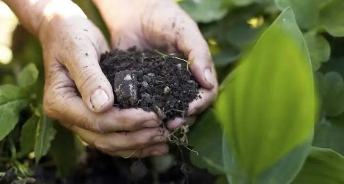 Produção de bioinsumos pode se tornar ilegal em 2025; entenda