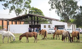 Município tem 25 equinos para doação