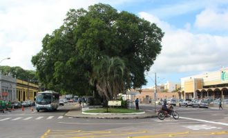 Pelotas sedia 15º Fórum Gaúcho de Arborização nesta semana