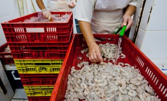 Baixa expectativa para a safra de camarão preocupa pescadores