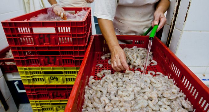 Baixa expectativa para a safra de camarão preocupa pescadores