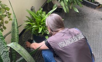 Prefeitura de Pelotas pede apoio da população para controle da dengue