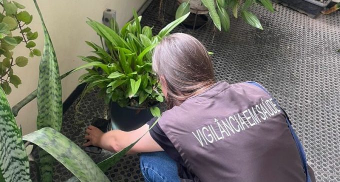 Prefeitura de Pelotas pede apoio da população para controle da dengue