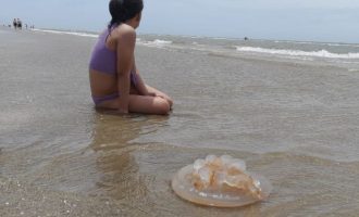 Águas-vivas infestam praias gaúchas