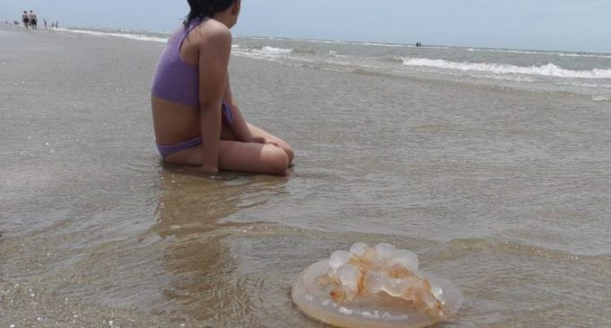 Águas-vivas infestam praias gaúchas