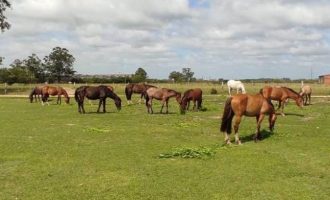 Prefeitura tem 12 equinos para doar a interessados