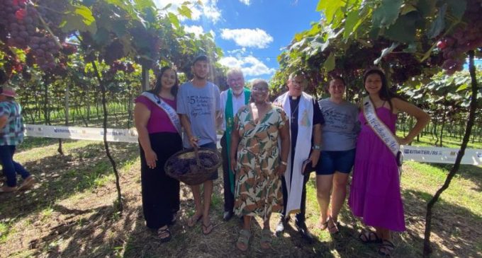 Colheita da uva está aberta oficialmente em Pelotas