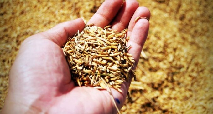 Primeiras colheitas de arroz no RS apresentam bom percentual de grãos inteiros